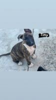 Bull Terrier Puppies for sale in Santa Ana, CA, USA. price: NA
