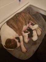 Bull Terrier Puppies for sale in Greenville, NC, USA. price: $2,500