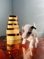 Bull Terrier Puppies for sale in DeLand, FL, USA. price: $1,300