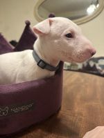 Bull Terrier Puppies for sale in Jasper, Indiana. price: $1,500
