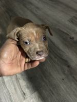 Bull Terrier Puppies for sale in St. paul, Minnesota. price: $300