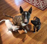 Bull Terrier Puppies for sale in Fennville, Michigan. price: $2,500