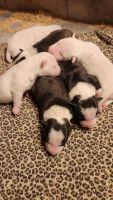 Bull Terrier Puppies for sale in St. Louis, Missouri. price: $1,000
