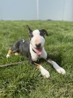 Bull Terrier Puppies for sale in Westfield, New Jersey. price: $1,600