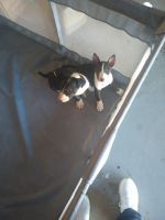 Bull Terrier Puppies for sale in Fairfield, California. price: $2,000