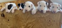 Bull Terrier Puppies Photos