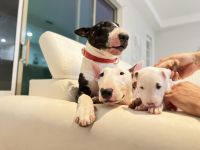 Bull Terrier Puppies for sale in Orlando, Florida. price: $2,000