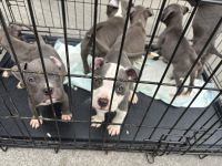Bull Terrier Puppies for sale in Savannah, Georgia. price: $600