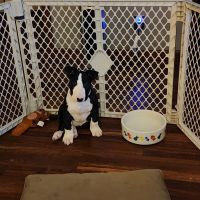 Bull Terrier Puppies for sale in Olathe, Kansas. price: $500