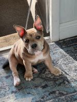 Bull Terrier Puppies for sale in Venice, Florida. price: $500