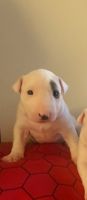 Bull Terrier Puppies for sale in Los Angeles, CA, USA. price: $1,000