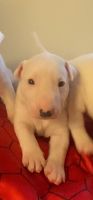Bull Terrier Puppies for sale in Los Angeles, CA, USA. price: $1,000