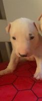 Bull Terrier Puppies for sale in Los Angeles, CA, USA. price: $1,200