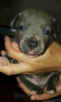 Bull Terrier Puppies for sale in Aldergrove, Langley, BC V4W, Canada. price: $350