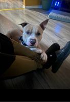 Bull Terrier Puppies for sale in Williamsburg, VA, USA. price: $650