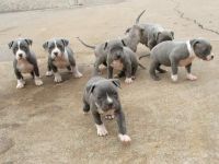 Bull Terrier Puppies for sale in Poliçan, Albania. price: 200 ALL
