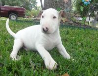 Bull Terrier Puppies for sale in Vancouver, BC, Canada. price: $500