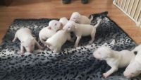 Bull Terrier Puppies for sale in Toronto, ON, Canada. price: NA