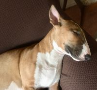 Bull Terrier Puppies for sale in Albuquerque, NM, USA. price: $950