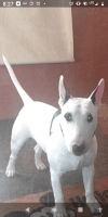 Bull Terrier Puppies for sale in Phoenix, AZ, USA. price: NA