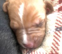 Bull Terrier Miniature Puppies for sale in Olympia, Washington. price: $300