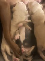 Bull Terrier Miniature Puppies Photos