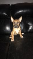 Bull Terrier Miniature Puppies for sale in Des Moines, IA, USA. price: $1,300