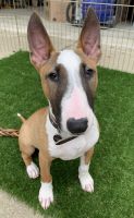 Bull Terrier Miniature Puppies for sale in Springfield, IL, USA. price: $1,500