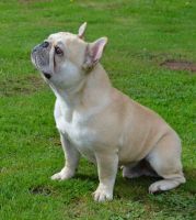 Bullenbeisser Puppies for sale in Pittsburgh, PA, USA. price: $1,800