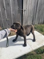 Bullmastiff Puppies for sale in Nancy, KY 42544, USA. price: $2,000