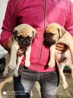 Bullmastiff Puppies for sale in Partapur, Meerut, Uttar Pradesh, India. price: 15,000 INR