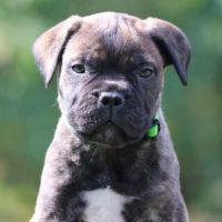 Bullmastiff Puppies for sale in Norfolk, VA, USA. price: $850