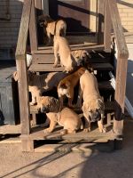 Bullmastiff Puppies for sale in Norristown, Pennsylvania. price: $3,000