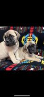 Bullmastiff Puppies for sale in Rushville, Nebraska. price: $1,800