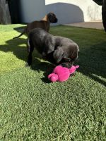 Mix of Great Dane and Mastiff