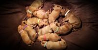 Bullmastiff Puppies Photos