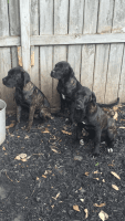 Bullmastiff Puppies for sale in Missouri City, TX, USA. price: $2,000