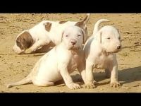 Bully Kutta Puppies for sale in Jhajjar, Haryana, India. price: 25,000 INR