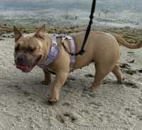 Bully Kutta Puppies for sale in Miami, FL, USA. price: $1,000