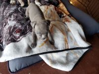 Bully Kutta Puppies for sale in Laveen Village, Phoenix, AZ 85041, USA. price: $700