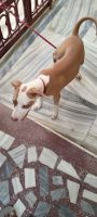 Bully Kutta Puppies for sale in Rohtak, Haryana, India. price: 7000 INR