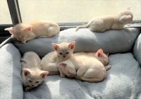 Burmese Cats for sale in Orange Park, FL 32073, USA. price: $800