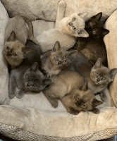 Burmese Cats Photos