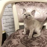 Burmese Cats for sale in New Haven, CT, USA. price: $350