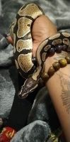 Burmese Python Reptiles Photos
