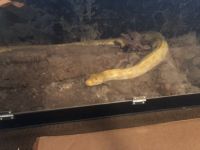 Burmese Python Reptiles for sale in Spring, TX 77373, USA. price: $600