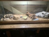 Burmese Python Reptiles for sale in Weatherford, TX, USA. price: NA
