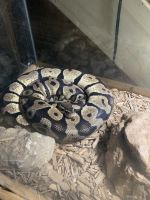 Burmese Python Reptiles Photos