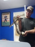Burmese Python Reptiles for sale in 116 W Front St, Sikeston, MO 63801, USA. price: $200