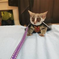 Bush Baby Animals for sale in New Orleans, Louisiana. price: $350